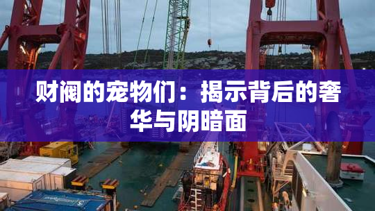 财阀的宠物们：揭示背后的奢华与阴暗面