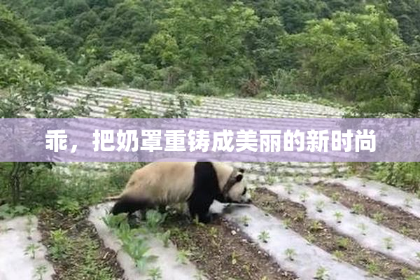 乖，把奶罩重铸成美丽的新时尚