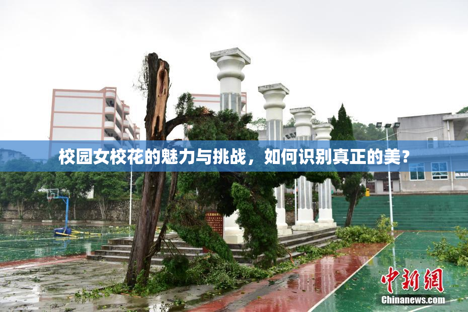 校园女校花的魅力与挑战，如何识别真正的美？