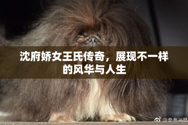 沈府娇女王氏传奇，展现不一样的风华与人生