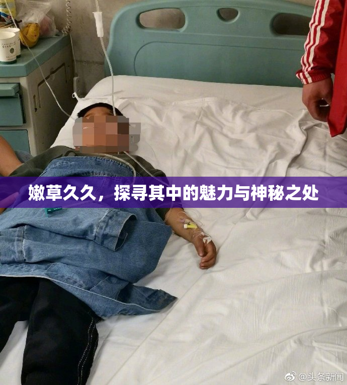 嫩草久久，探寻其中的魅力与神秘之处
