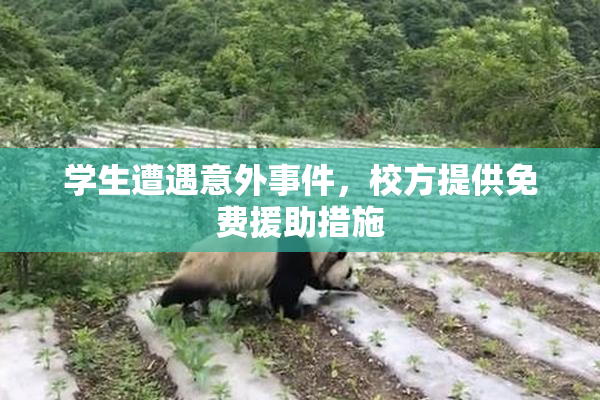 学生遭遇意外事件，校方提供免费援助措施