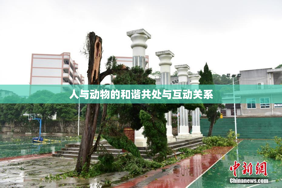 人与动物的和谐共处与互动关系