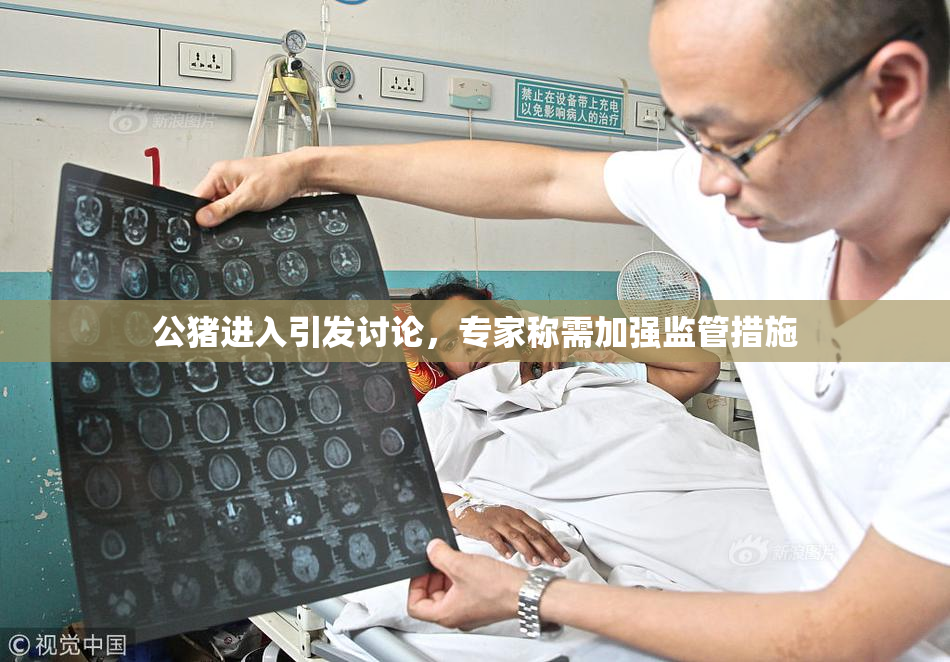 公猪进入引发讨论，专家称需加强监管措施