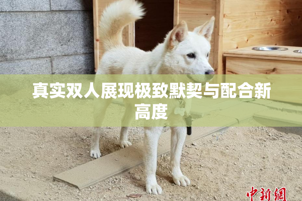 真实双人展现极致默契与配合新高度