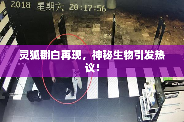 灵狐翻白再现，神秘生物引发热议！