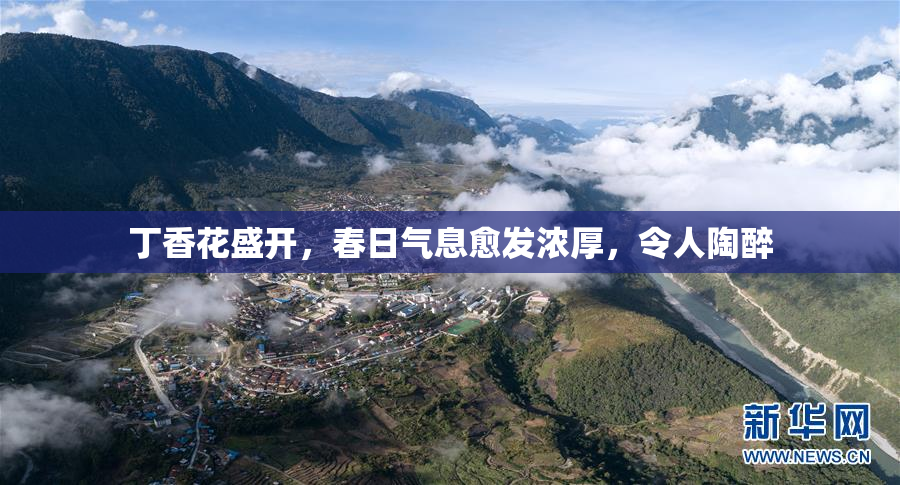 丁香花盛开，春日气息愈发浓厚，令人陶醉