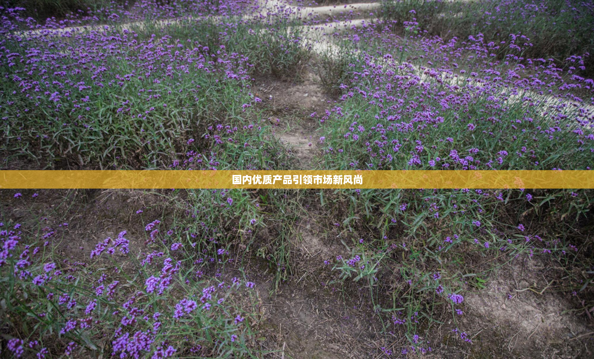 国内优质产品引领市场新风尚