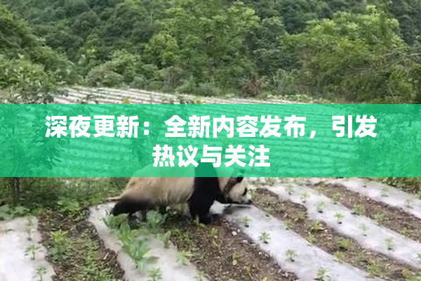 深夜更新：全新内容发布，引发热议与关注