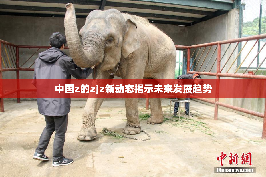 中国z的zjz新动态揭示未来发展趋势