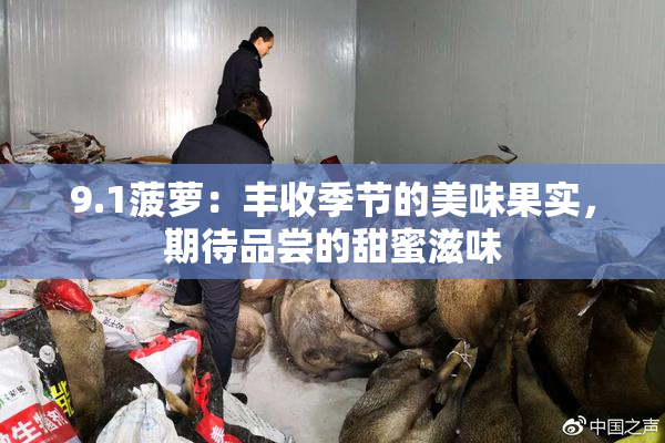 9.1菠萝：丰收季节的美味果实，期待品尝的甜蜜滋味