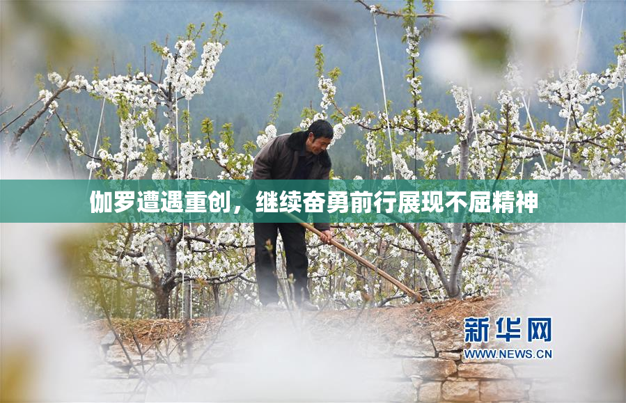 伽罗遭遇重创，继续奋勇前行展现不屈精神