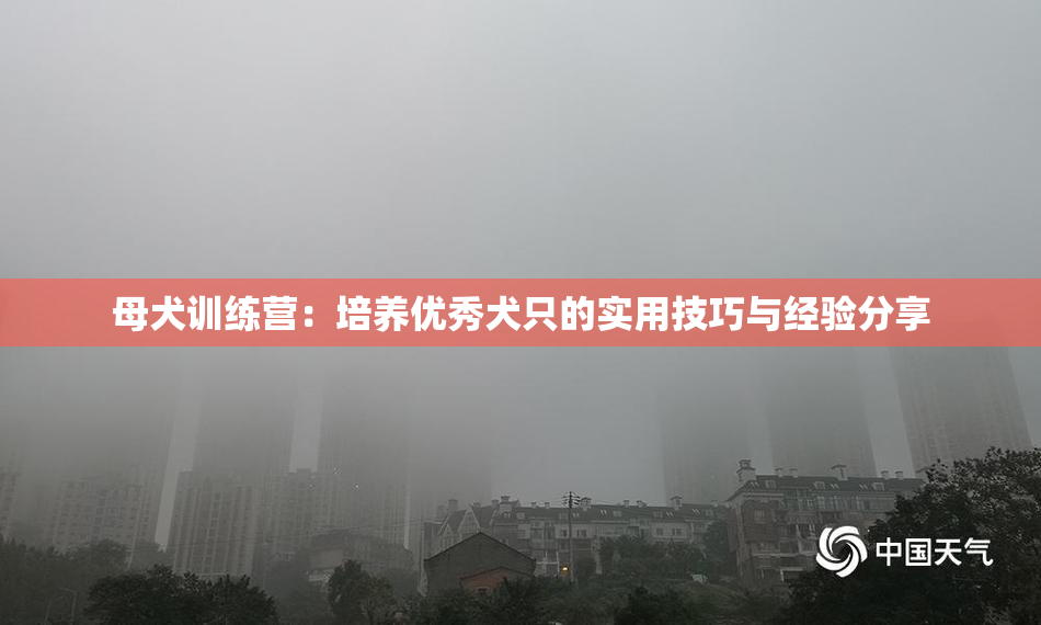 母犬训练营：培养优秀犬只的实用技巧与经验分享