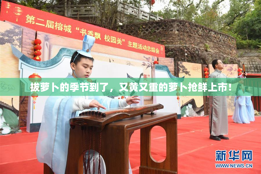 拔萝卜的季节到了，又黄又重的萝卜抢鲜上市！