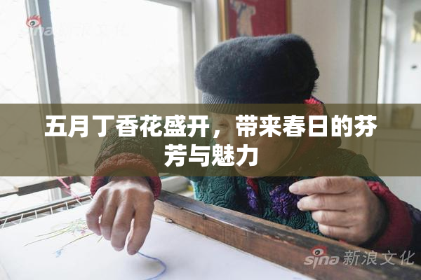 五月丁香花盛开，带来春日的芬芳与魅力