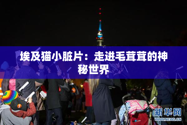 埃及猫小脏片：走进毛茸茸的神秘世界