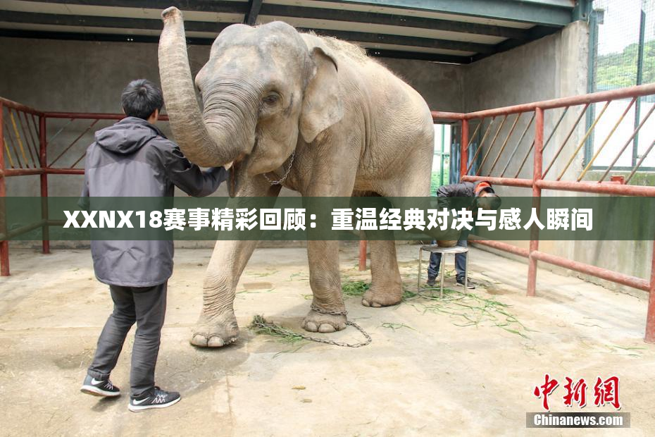 XXNX18赛事精彩回顾：重温经典对决与感人瞬间