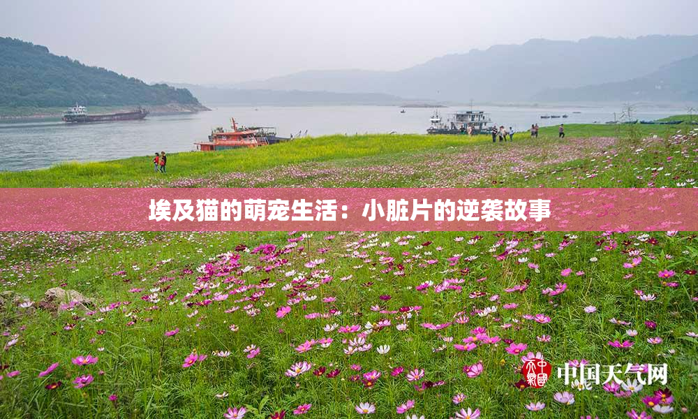 埃及猫的萌宠生活：小脏片的逆袭故事