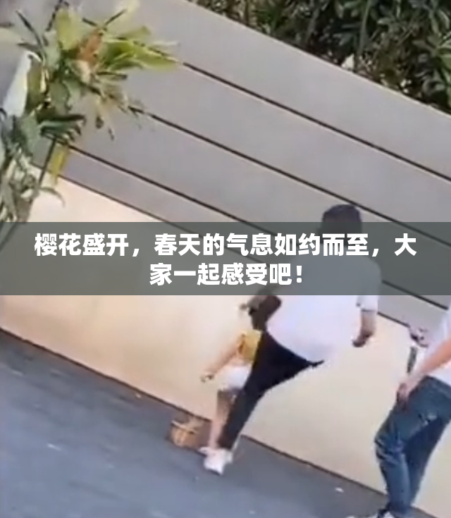 樱花盛开，春天的气息如约而至，大家一起感受吧！