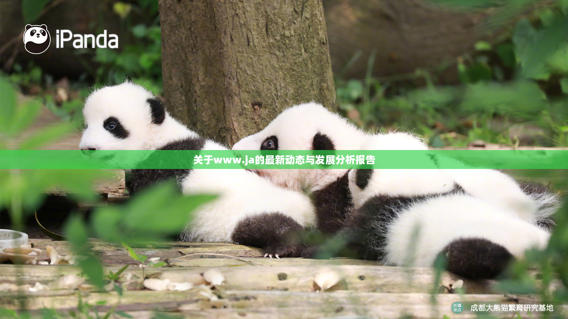 关于www.ja的最新动态与发展分析报告
