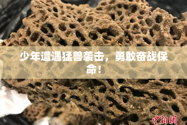 少年遭遇猛兽袭击，勇敢奋战保命！