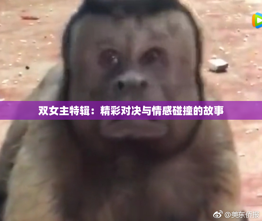 双女主特辑：精彩对决与情感碰撞的故事