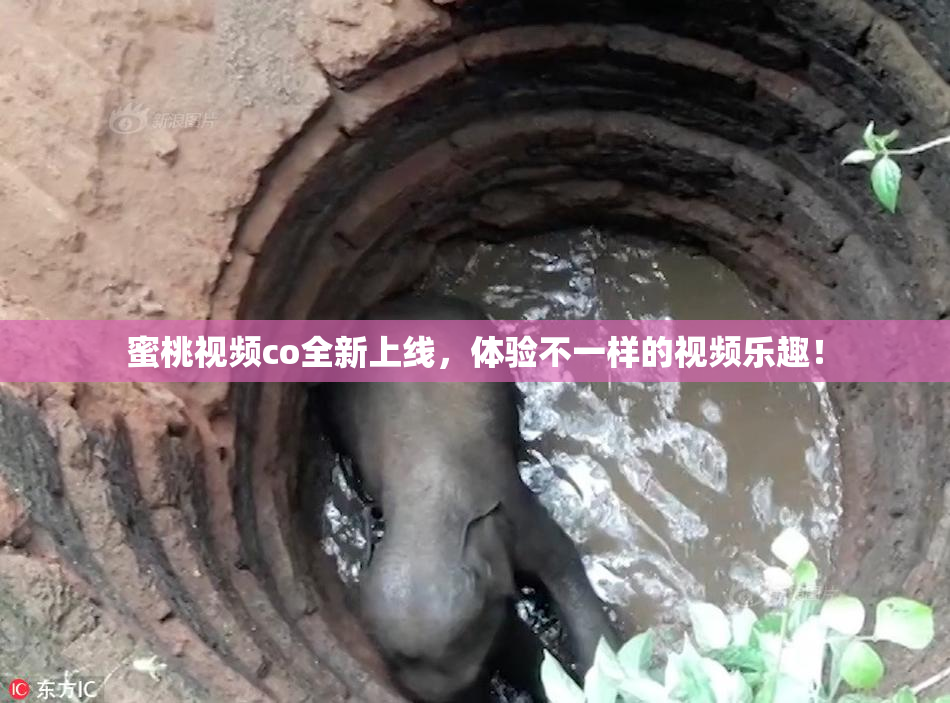 蜜桃视频co全新上线，体验不一样的视频乐趣！