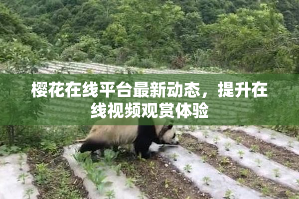樱花在线平台最新动态，提升在线视频观赏体验