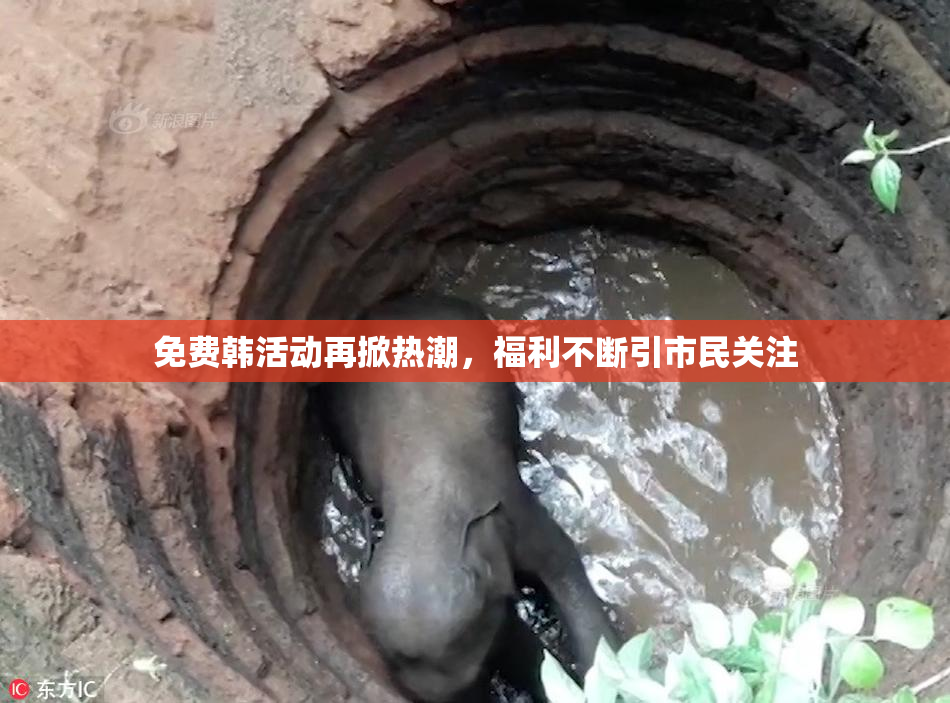 免费韩活动再掀热潮，福利不断引市民关注