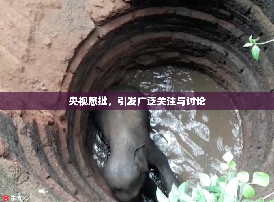 央视怒批，引发广泛关注与讨论