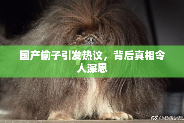 国产偷子引发热议，背后真相令人深思