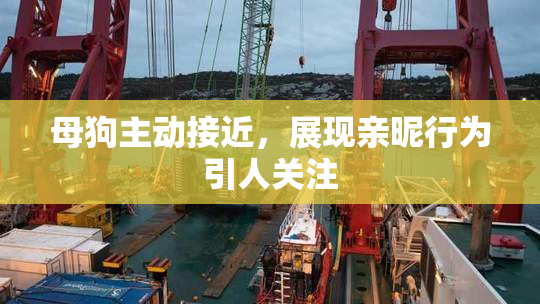 母狗主动接近，展现亲昵行为引人关注