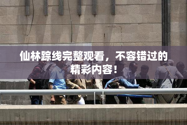 仙林踪线完整观看，不容错过的精彩内容！