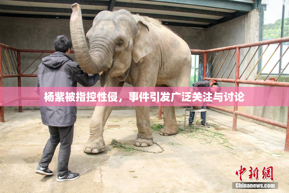 杨紫被指控性侵，事件引发广泛关注与讨论