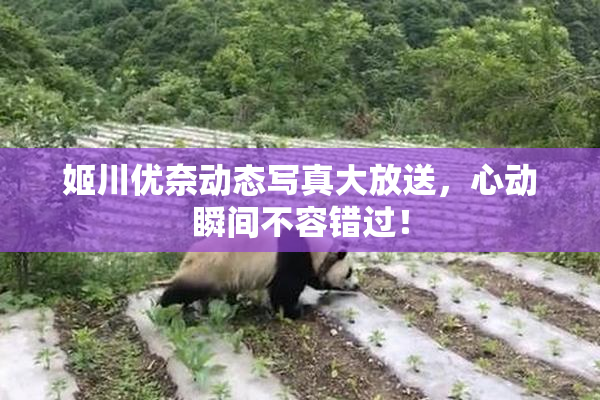 姬川优奈动态写真大放送，心动瞬间不容错过！