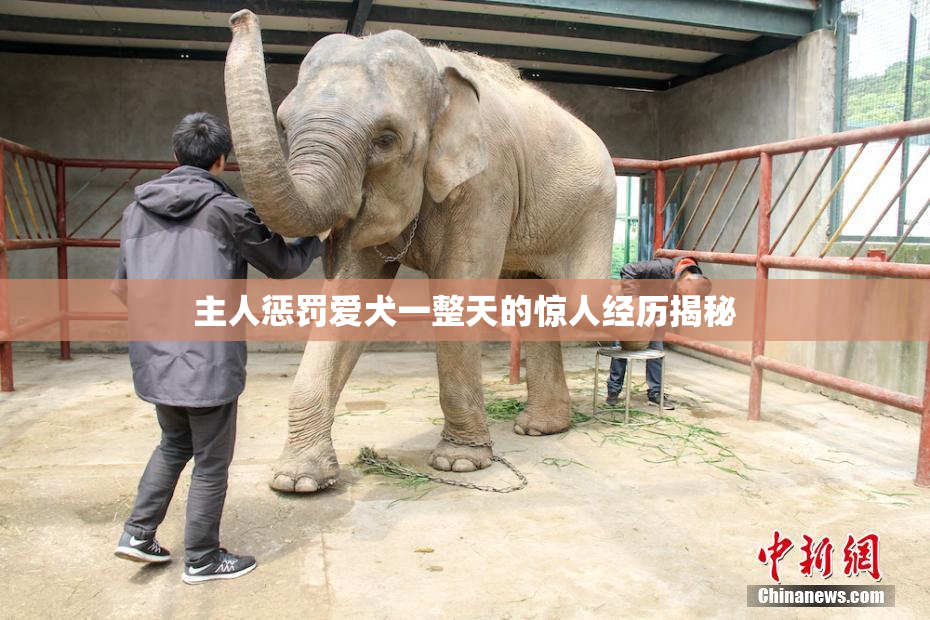 主人惩罚爱犬一整天的惊人经历揭秘
