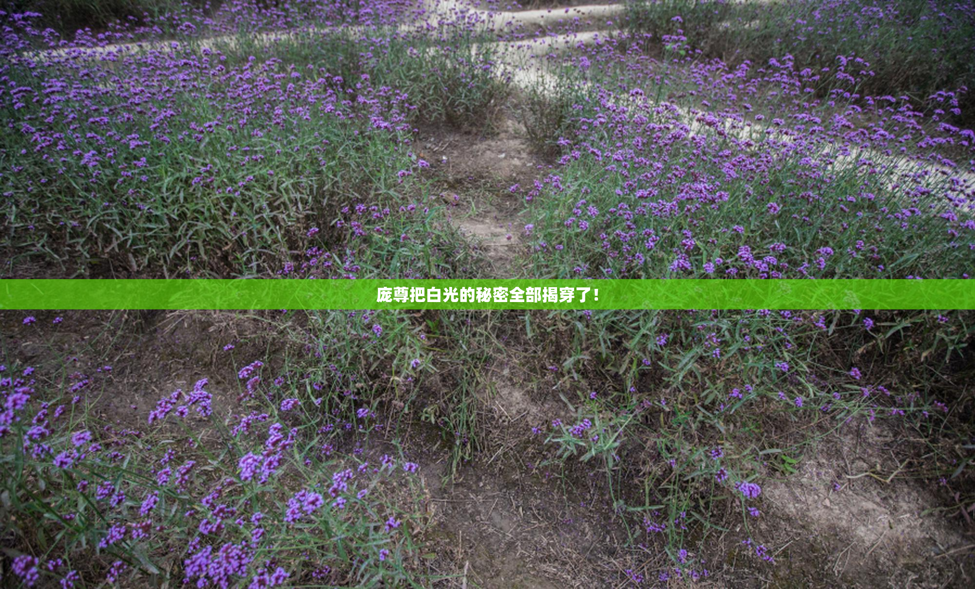 庞尊把白光的秘密全部揭穿了！