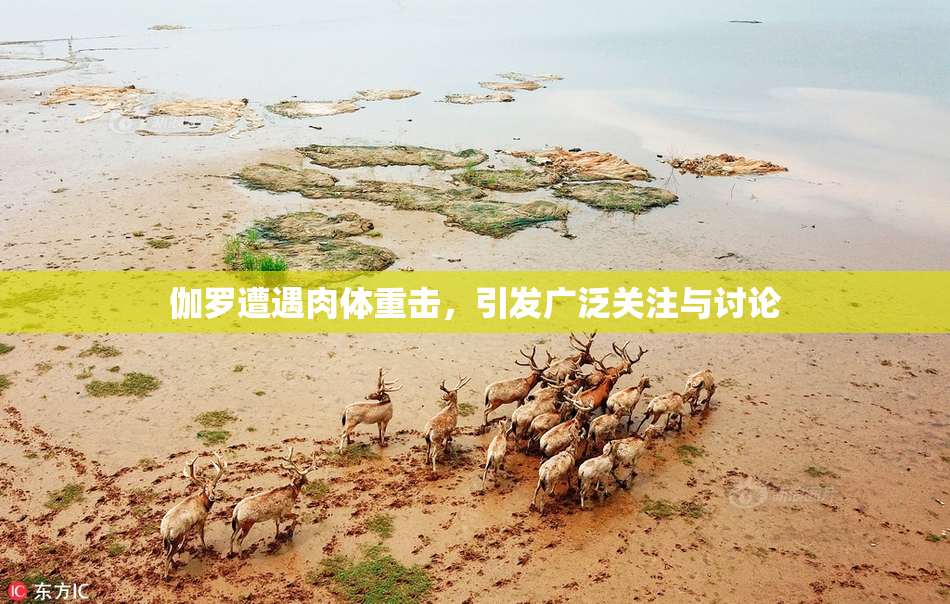伽罗遭遇肉体重击，引发广泛关注与讨论
