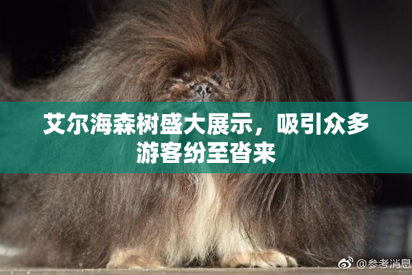 艾尔海森树盛大展示，吸引众多游客纷至沓来
