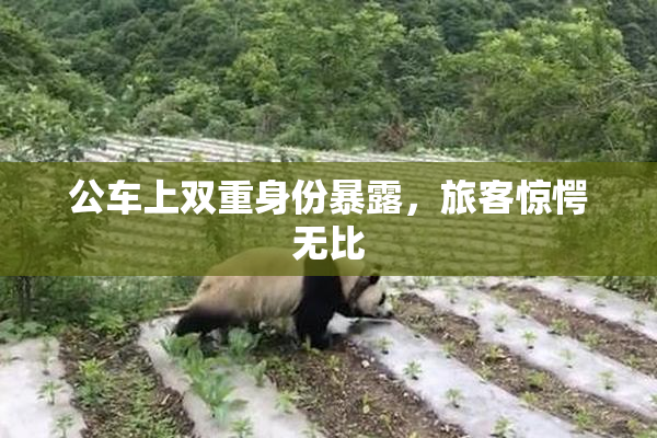 公车上双重身份暴露，旅客惊愕无比