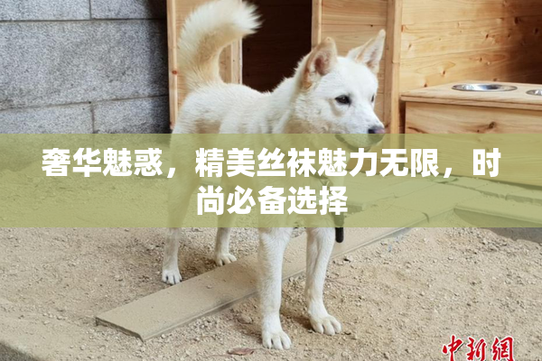 奢华魅惑，精美丝袜魅力无限，时尚必备选择