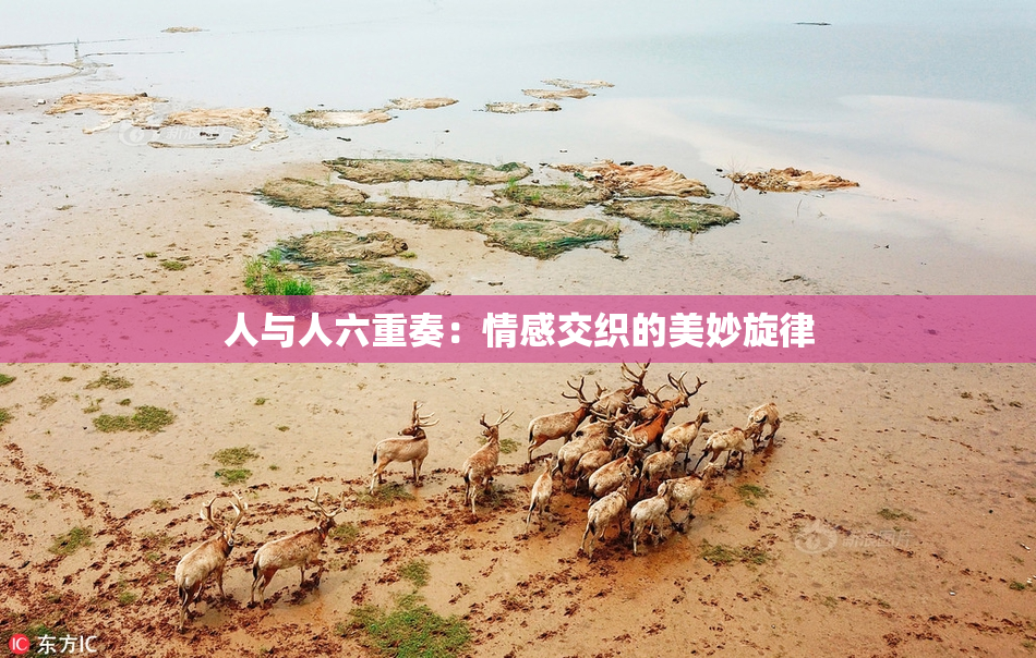 人与人六重奏：情感交织的美妙旋律