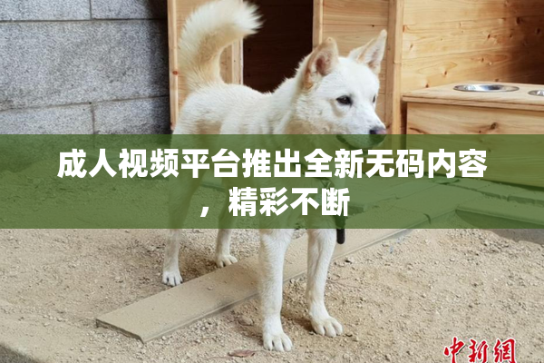 成人视频平台推出全新无码内容，精彩不断