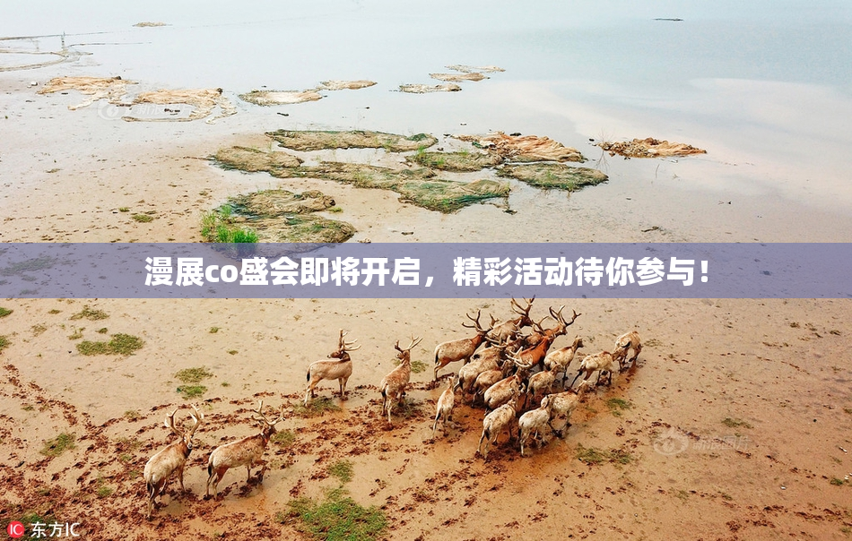 漫展co盛会即将开启，精彩活动待你参与！