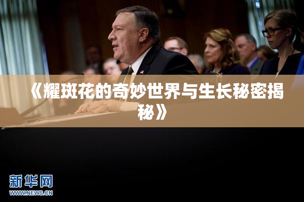 《耀斑花的奇妙世界与生长秘密揭秘》
