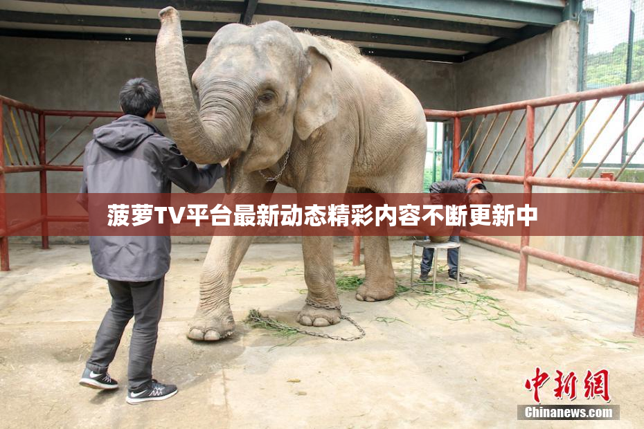 菠萝TV平台最新动态精彩内容不断更新中