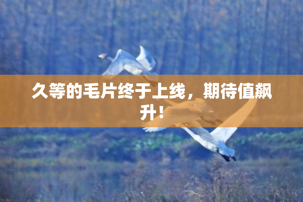 久等的毛片终于上线，期待值飙升！