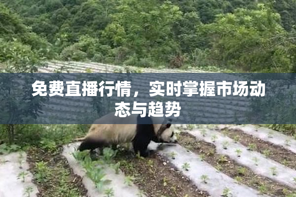 免费直播行情，实时掌握市场动态与趋势