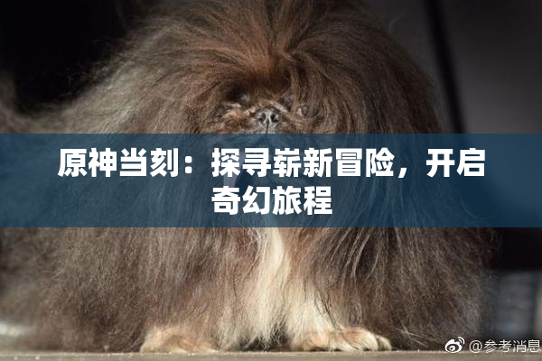 原神当刻：探寻崭新冒险，开启奇幻旅程