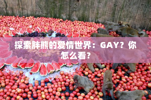 探索胖熊的爱情世界：GAY？你怎么看？